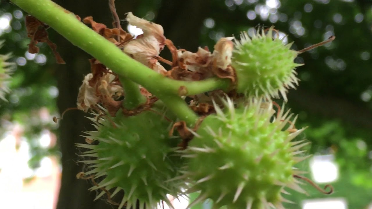 Horse Chestnut (Aesculus hippocastanum) young fruit close up June