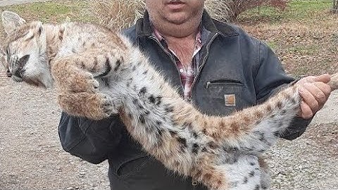 Deadly Hot Bobcat Trapping Locations. #bobcattrapping #predatorcontrol