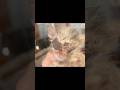 劣悪な環境からレスキューした子猫の今。