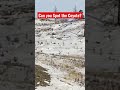 On my way back to the off grid tiny cabin, the ‘yote spotted me first.
