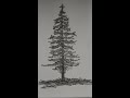 Pencil Drawing of Pine Tree step by step 🌲 #art #drawing #sketch #drawingtutorial #artwork