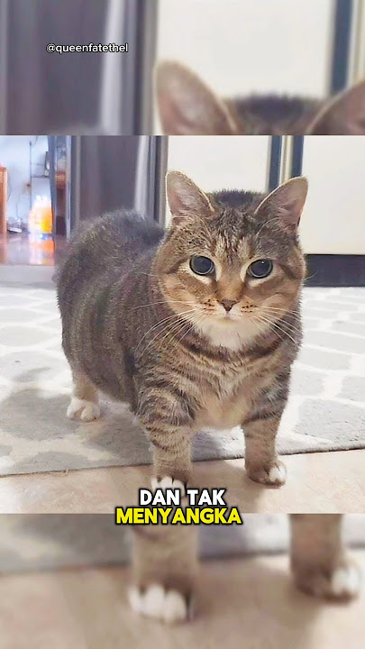 Kisah di Balik Kucing Meme Viral🐱