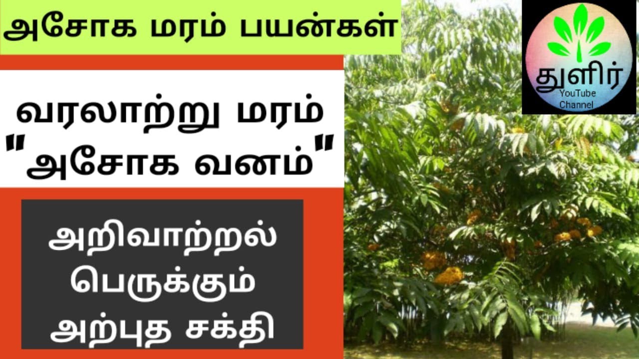 அசோக மரம் மருத்துவ பயன்கள் அசோக மரம் Ashoka tree benefits in