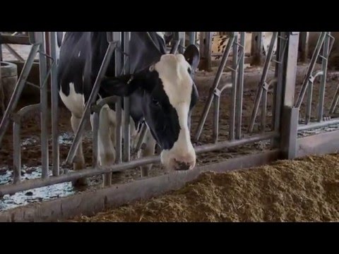 evaluating-and-conditioning-cattle-for-market
