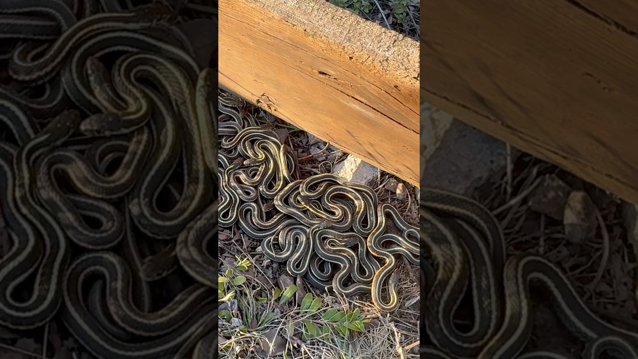 My BEST snake flip 😳 🐍 #shorts #herping #herper #gartersnake #thamnophis