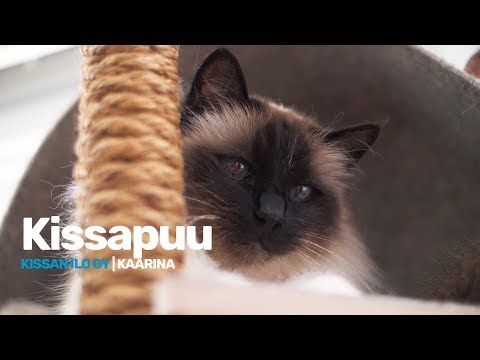 Video: Harjoitus Kissoille: 12 Kissan Harjoittelua, Jotka Ovat Hauskoja Kissoille