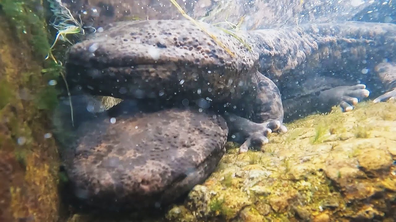 オオサンショウウオが2匹重なって… - YouTube