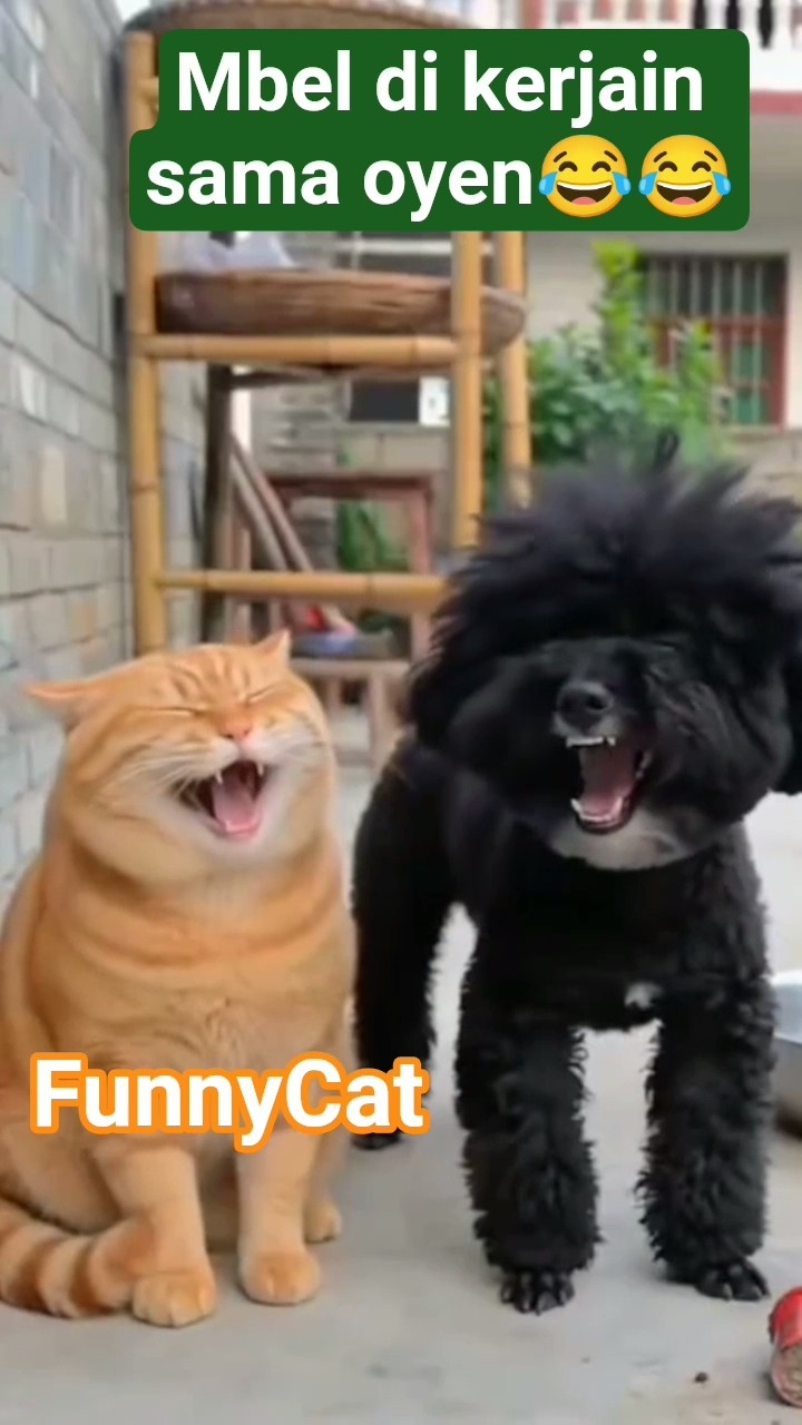 फनी जोक्स - ShareChat