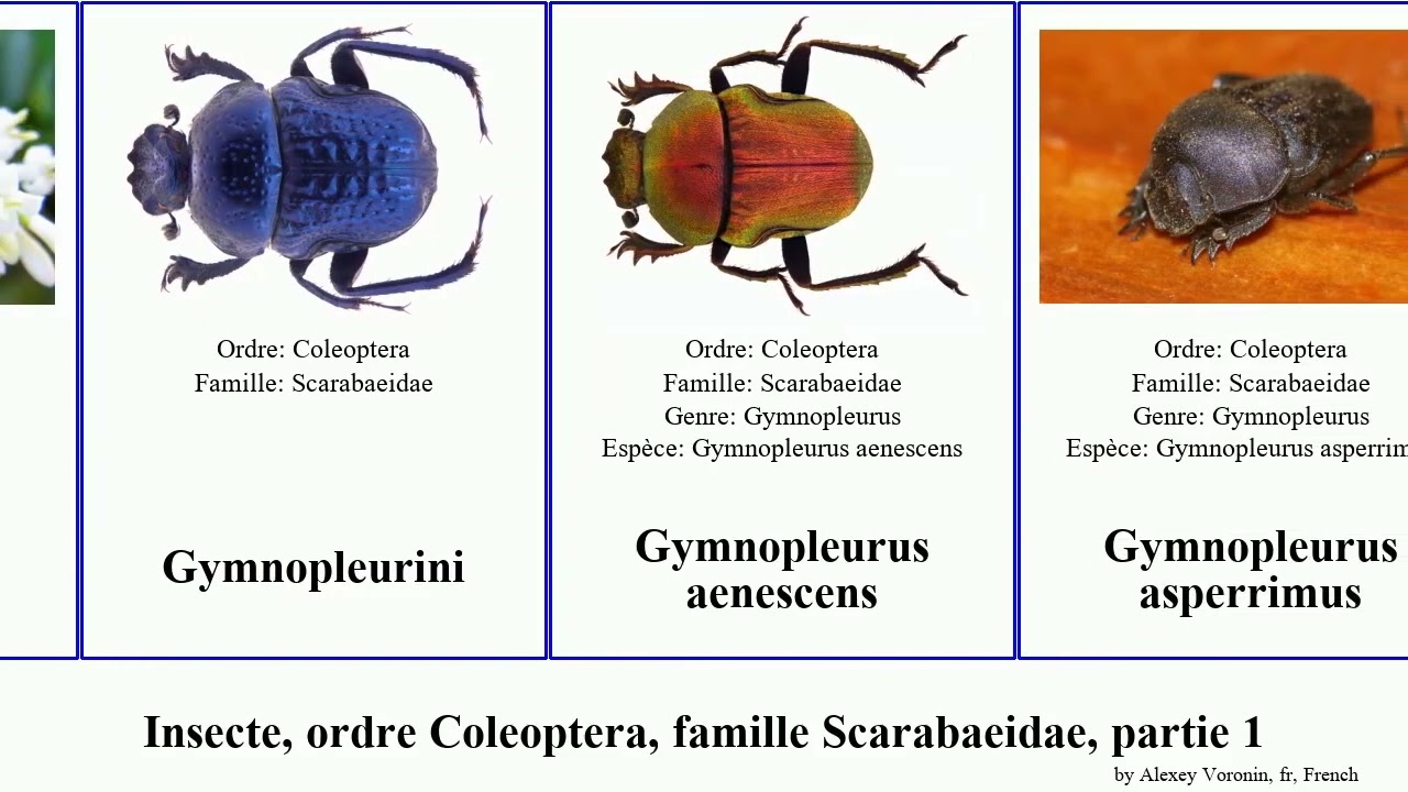 Insecte, ordre Coleoptera, famille Scarabaeidae, partie 1 gymnopleurus coprophanaeus colossus