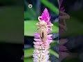 Dragonfly’s transformation explained! 😲 #shortvideo #shorts #facts