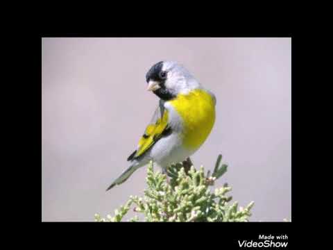 اقوى واروع تغريد طائر نعار في العالم