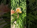 🥹🌼 There’s more 💖 #gardening #gardenplants #gardentour #daylilies #flowergarden #beautiful