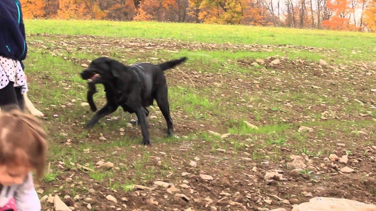tiger mountain labradors