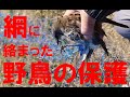 防鳥ネットに絡まった野鳥の保護。※ヒヨドリ