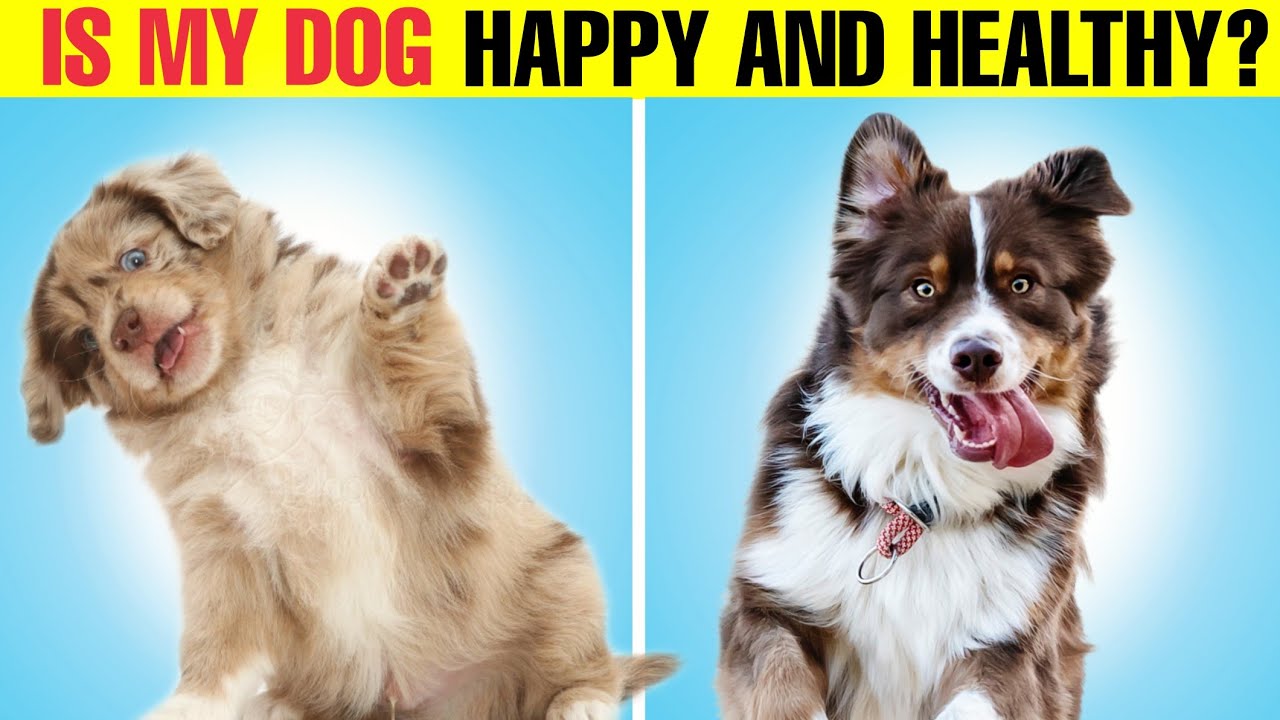 10 signs your dog is healthy and very happy YouTube