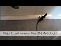 Major Lizard Invasion May 26 | MsGoldgirl