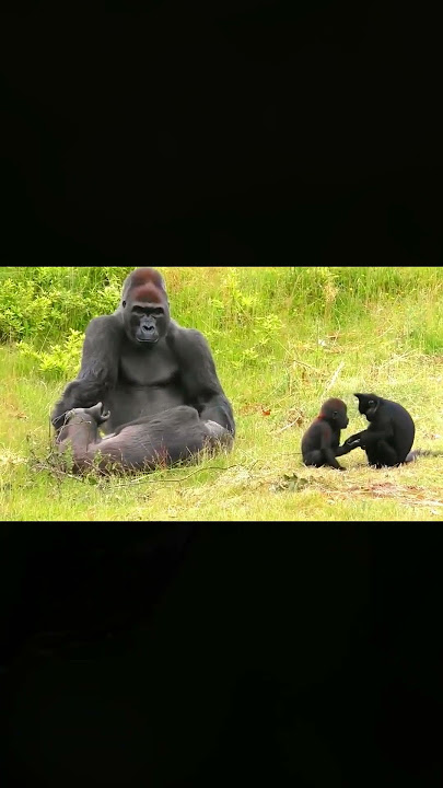 Baby Gorilla And His Friend
