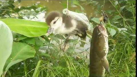 CÂU CÁ LÓC BẰNG VỊT VÀ CÚ TÁP THẬT BẤT NGỜ. Võ Quang Sơn - Tiền Giang - Miền Tây.