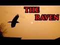 The Raven Edgar Allan Poe (Halloween Special)