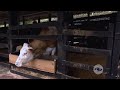 Fases para lograr un exitoso mejoramiento genético en los bovinos - La Finca de Hoy