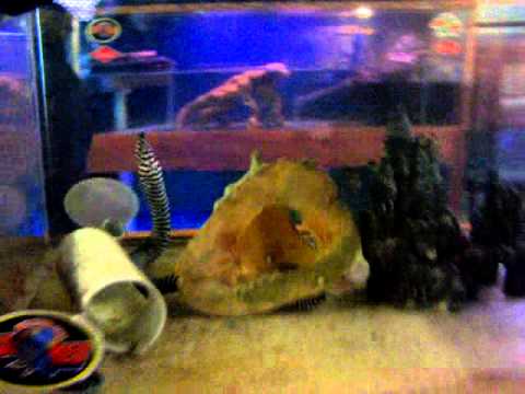 video phone beyonce mp3 moray eel