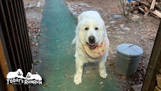 わがままステップでお父さんを翻弄したルンルンです Great Pyrenees グレートピレニーズ