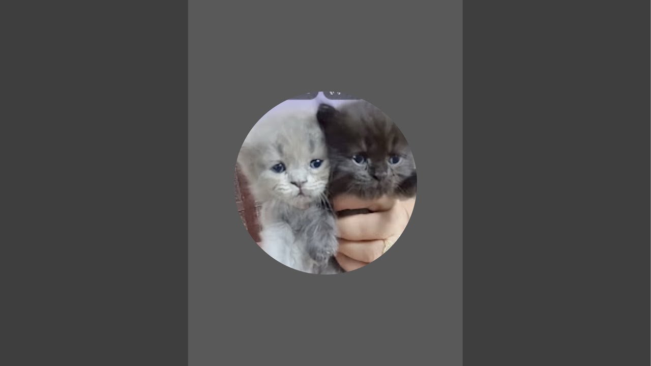 cute kitten's 😍 is live