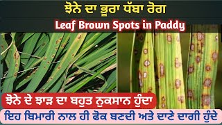 ਝੋਨੇ ਦਾ ਭੂਰਾ ਧੱਬਾ ਰੋਗ || Brown Leaf spots in rice ||
