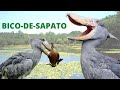 CEGONHA-BICO-DE-SAPATO - UM DOS ANIMAIS MAIS DIFERENTES DO MUNDO! QUE AVE CAÇADORA É ESSA?