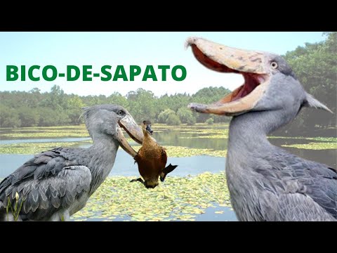 Vídeo: 3 maneiras de cuidar dos pombos