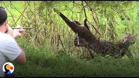 Bobcat Tangled In Fence INCREDIBLE Rescue | The Dodo
