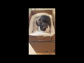 DIY Cat Furniture - How to Make a Cardboard Cat house DIY Cat Furniture - How to Make a Cardboard Cat house