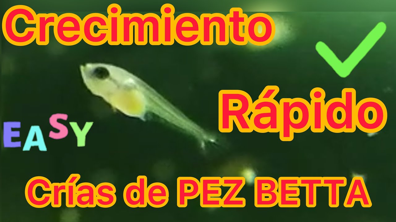Como alimentar a las crías del pez Betta con infusorios de banana - YouTube