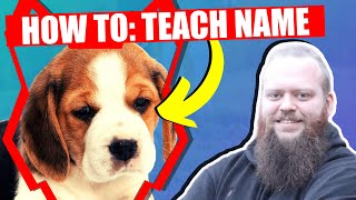 How To Teach Your BEAGLE PUPPY Their Name
