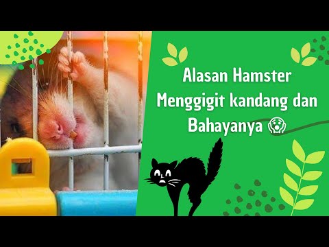 Video: 3 Cara Agar Hamster Kerdil Berhenti Menggigit Kandangnya