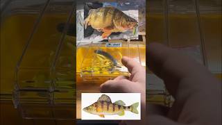 Yellow Perch Fishing Kit!