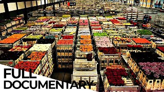 Billion Dollar Flower Market | ENDEVR Documentary