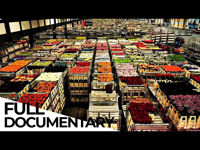 Billion Dollar Flower Market | ENDEVR Documentary class=