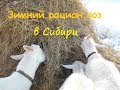Зимний рацион коз в Сибири. Чем мы кормим наших коз