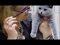 CFA International Cat Show 2018 - British Shorthair kitten class judging