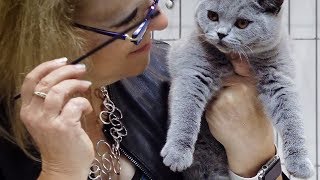 CFA International Cat Show 2018  British Shorthair kitten class judging