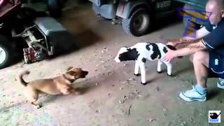 Dogs get scared of random things   Funny scared dogs compilation