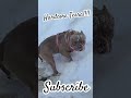 Micro exotic bully digging in the snow.