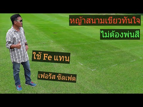 วีดีโอ: สูตรสนามหญ้าสีเขียว