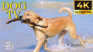DOG TV: Anti Anxiety and Boredom Busting Video with Relaxing Music for Dog  Soothe Dog's Anxiety