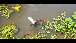 Do Grass Carp Clean Ponds? @Rich-q7b4z 