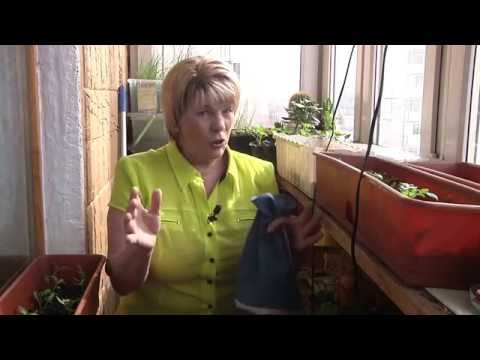 Как сушить листья лимонника в домашних условиях