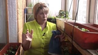 Непокупной чай из листьев лимонника, лабазника, малины Непокупной чай из листьев лимонника, лабазника, малины