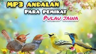 Suara Pikat Burcil Andalan Para Pemikat pulau Jawa