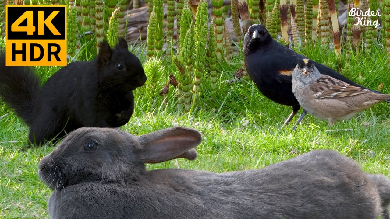 Vido Pour Les Chats  Oiseaux mignons cureuils lapins sur lherbe verte  8 heures 4K HDR